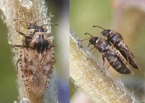 Dictyla echii